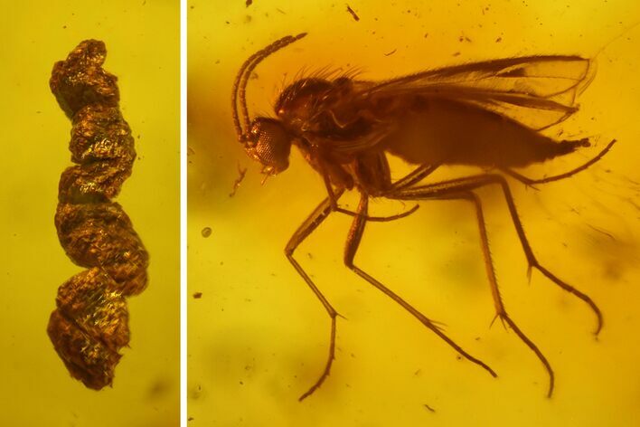 Large Fossil Ant, a Fly and a Coprolite in Baltic Amber #170054